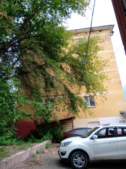 разрослось дерево.jpg разрослось дерево.jpg